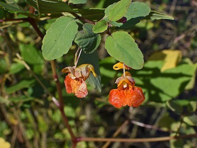 jewelweed extract spray from plant