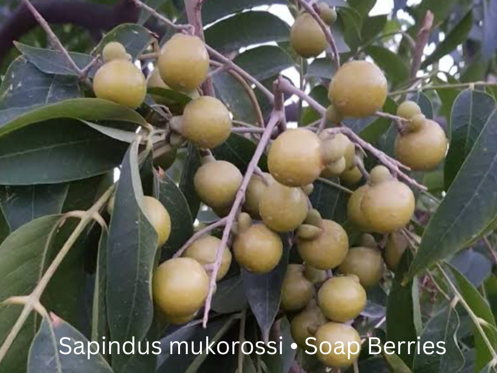 ‎Sapindus mukorossi Soap Berries Plant Soap Nuts sensitive skin laundry 